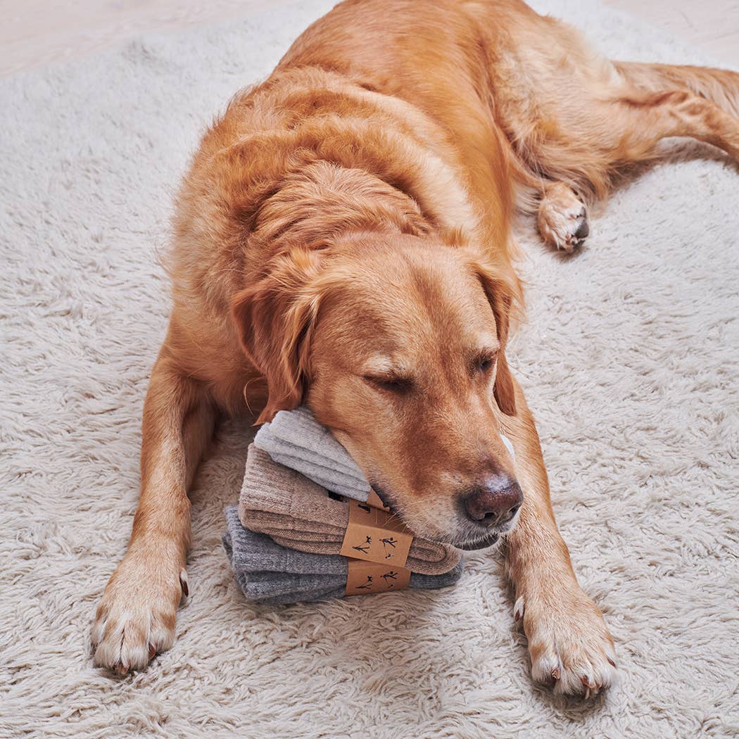 Dog Walking socks - Beagle