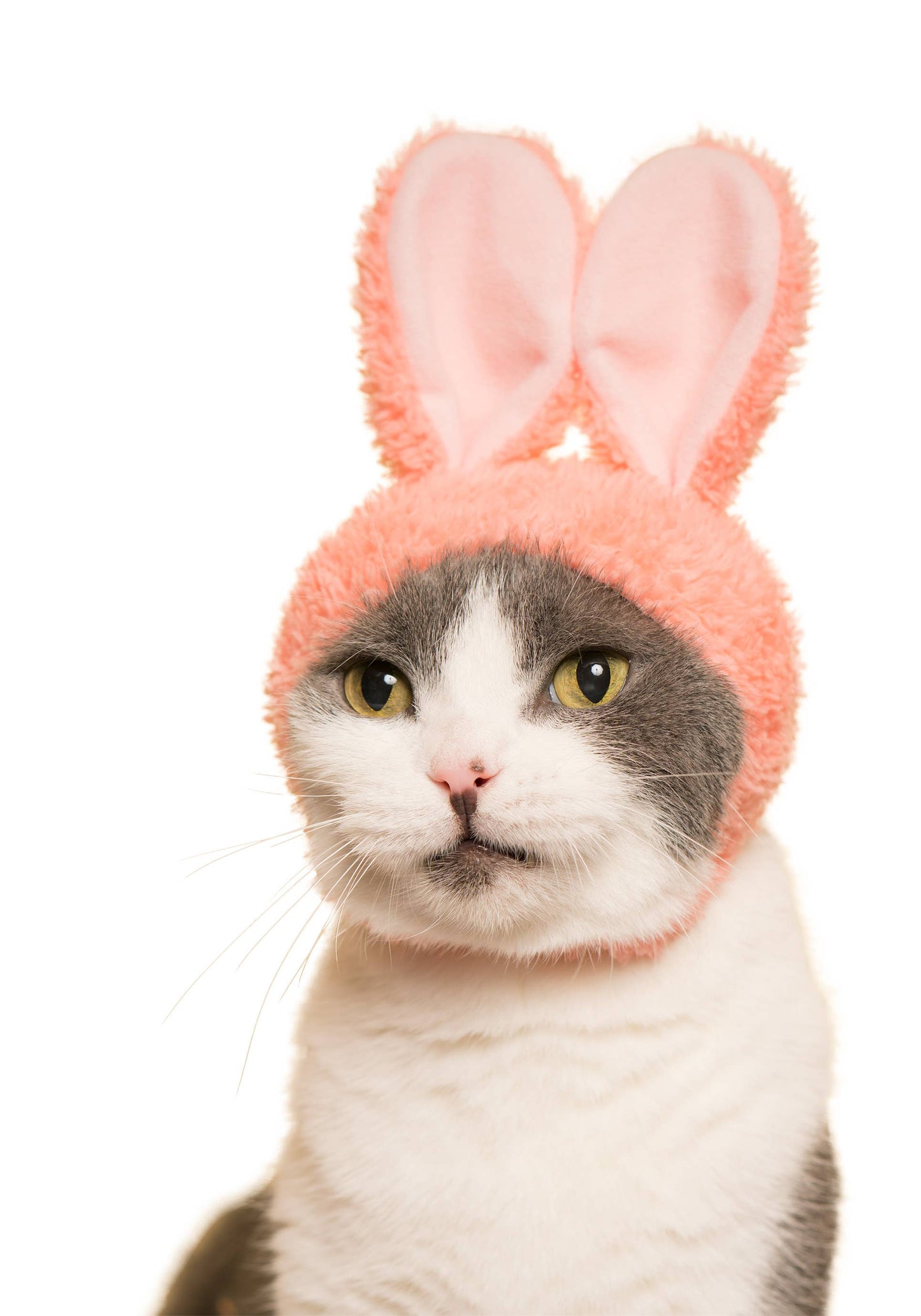 Kitan Club Cat Cap Blind Box - Rabbit