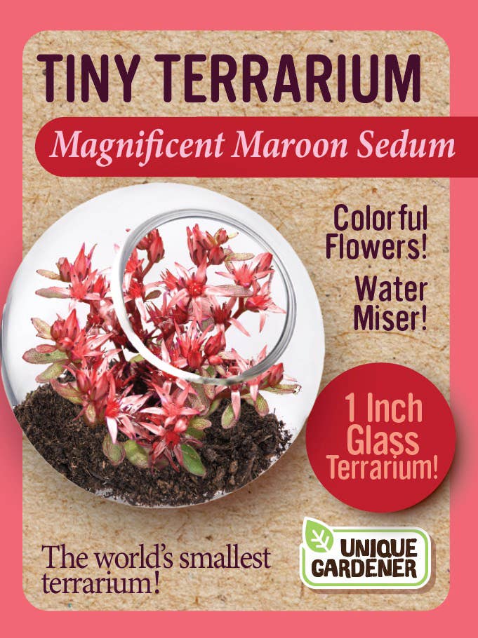 Tiny Terrarium Sedum Glass Terrarium