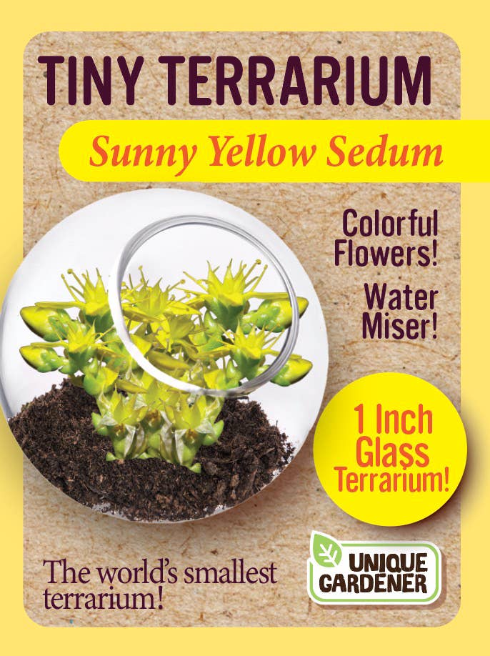 Tiny Terrarium Sedum Glass Terrarium