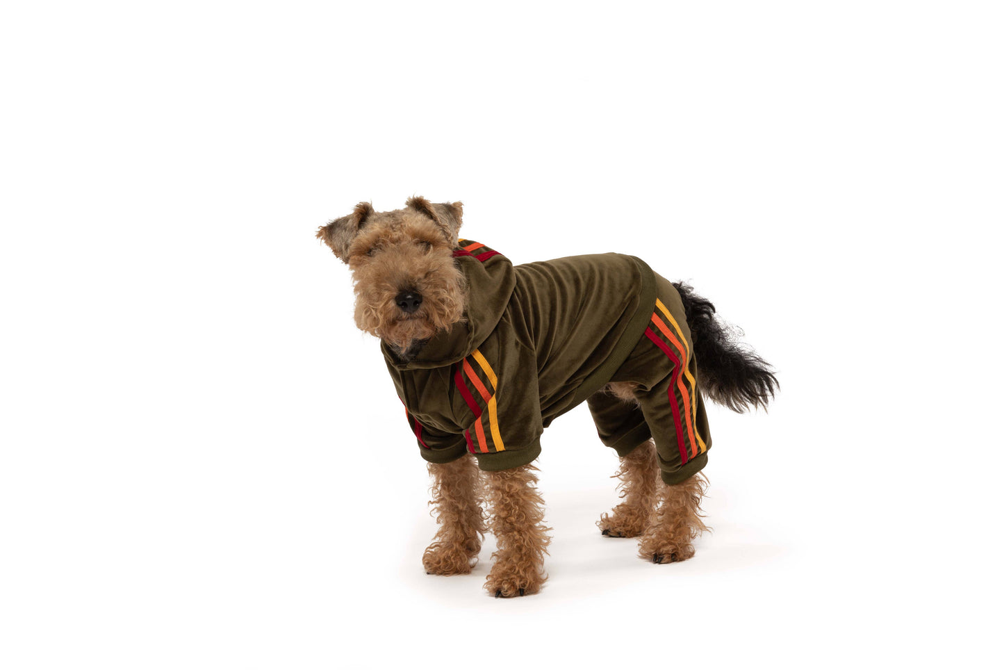 Olive Velour Dog Jogger