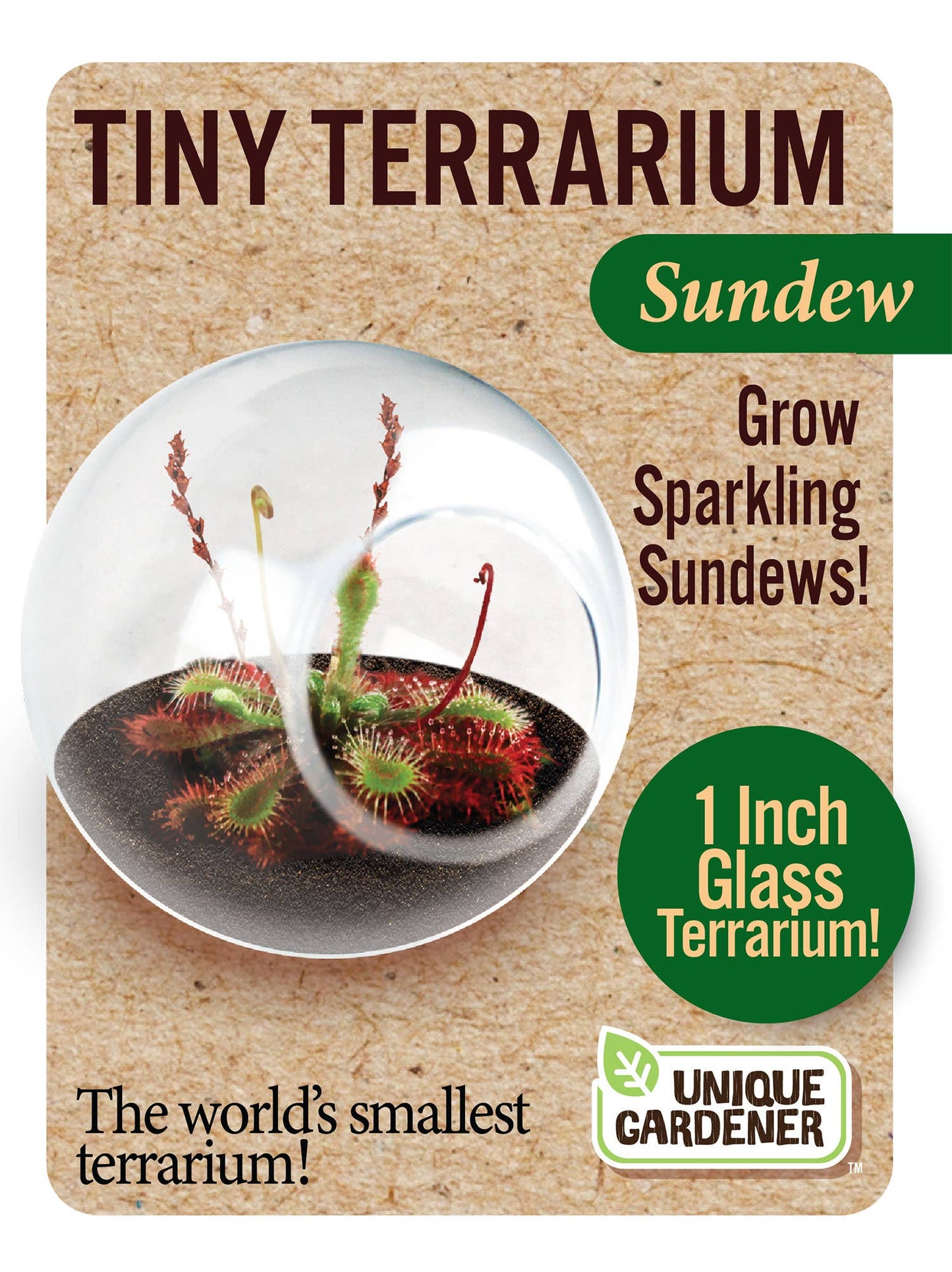 Tiny Terrarium Carnivorous Glass Terrarium