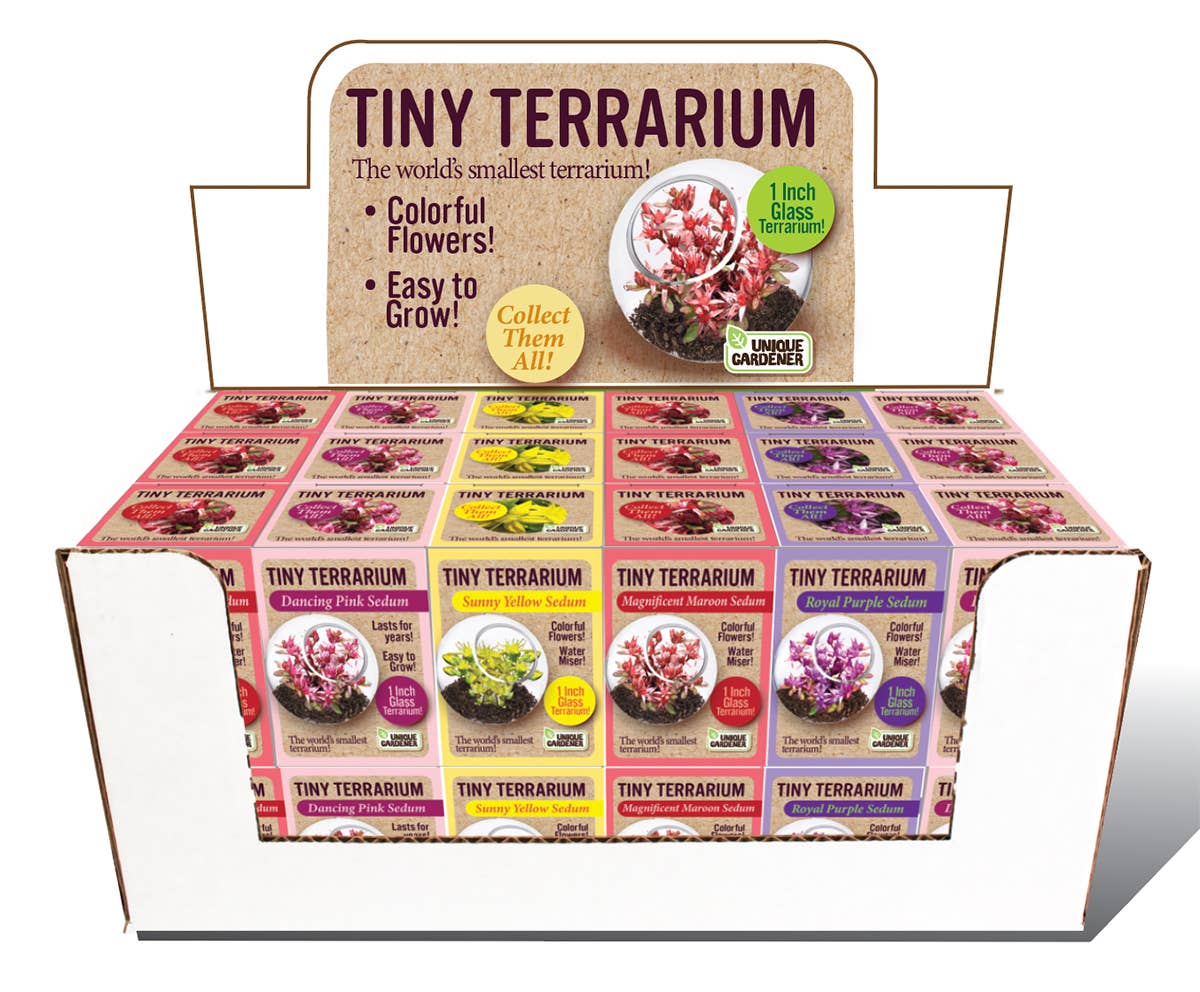Tiny Terrarium Sedum Glass Terrarium