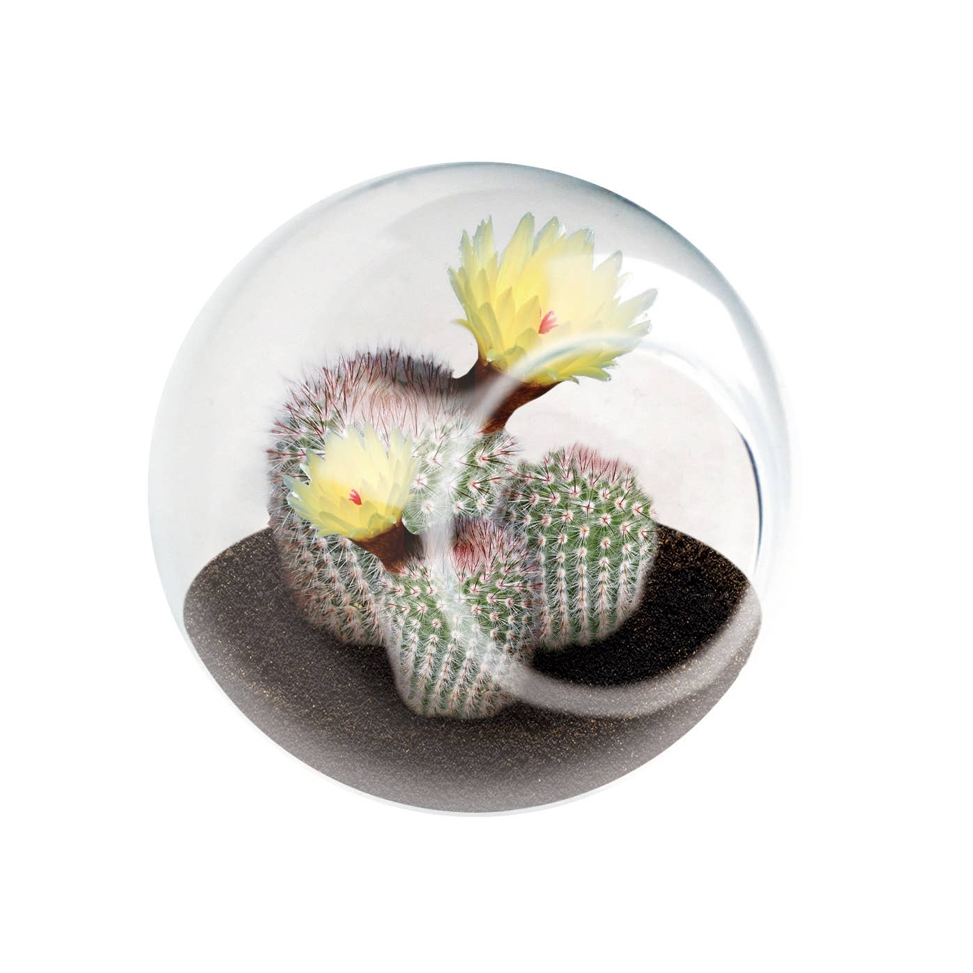 Tiny Terrarium Cactus