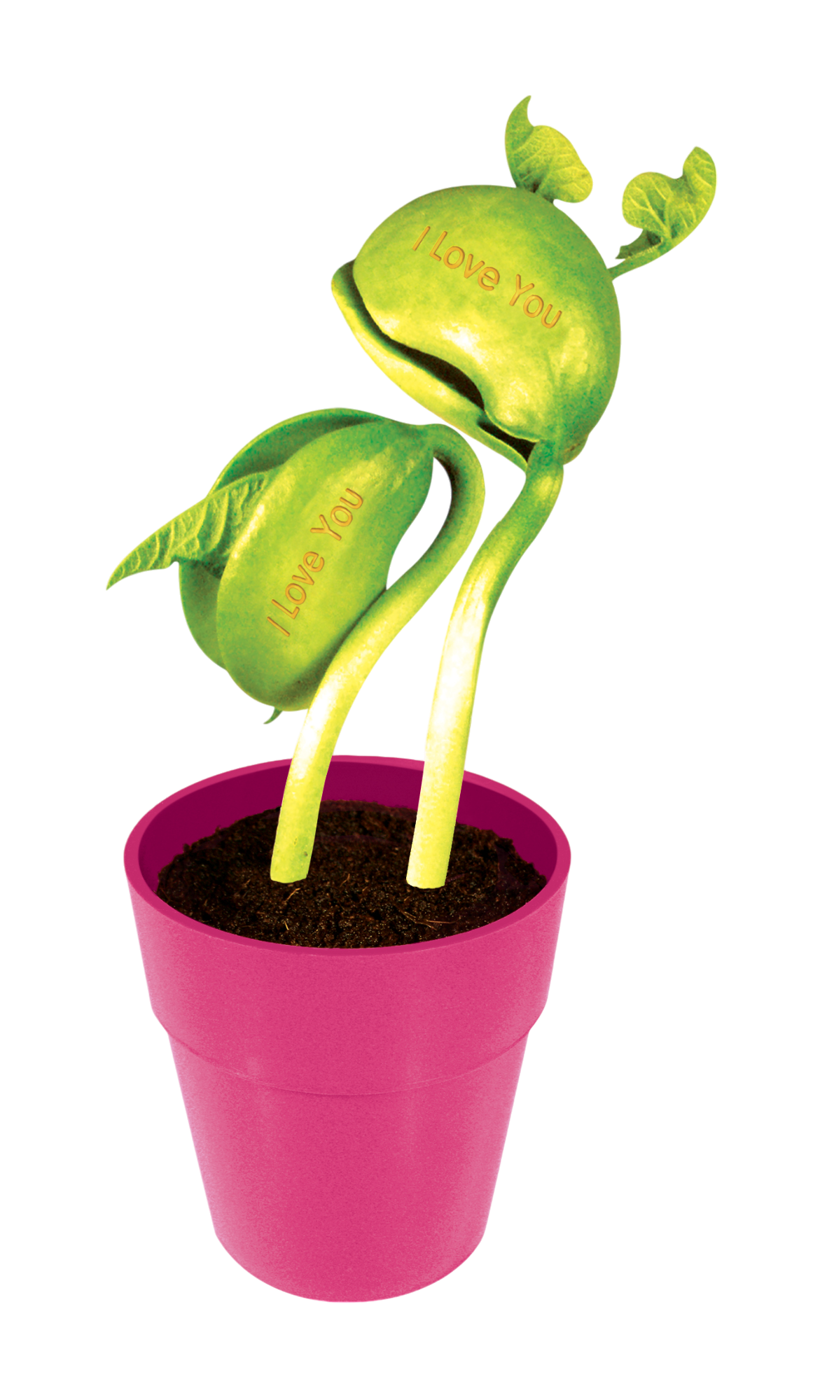 I Love You Bean Terrarium