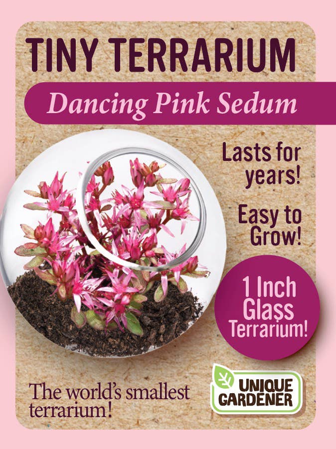 Tiny Terrarium Sedum Glass Terrarium