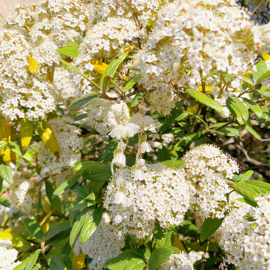 E189 lily flower earrings, floral earrings, flower earrings