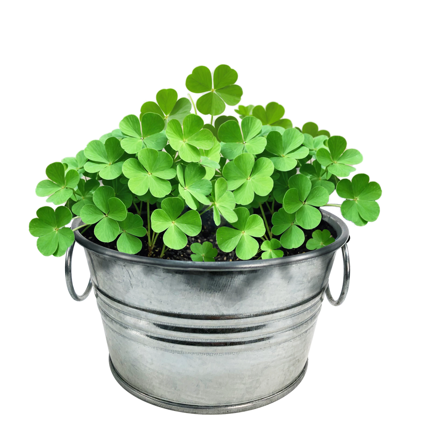 Pot O' Good Luck
