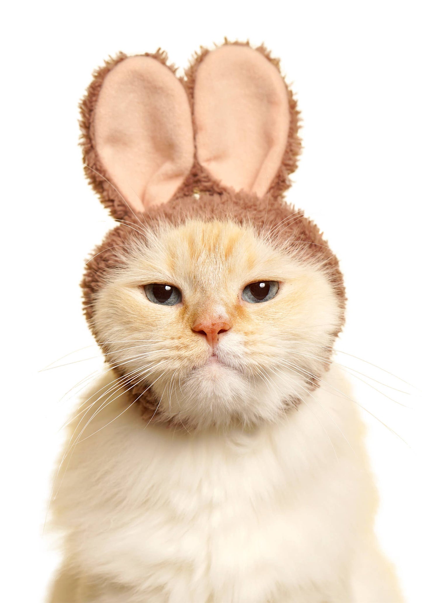 Kitan Club Cat Cap Blind Box - Rabbit