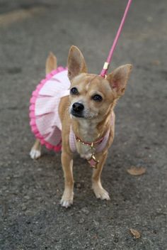 Legally Blonde-Vintage Style Fascinator Headband