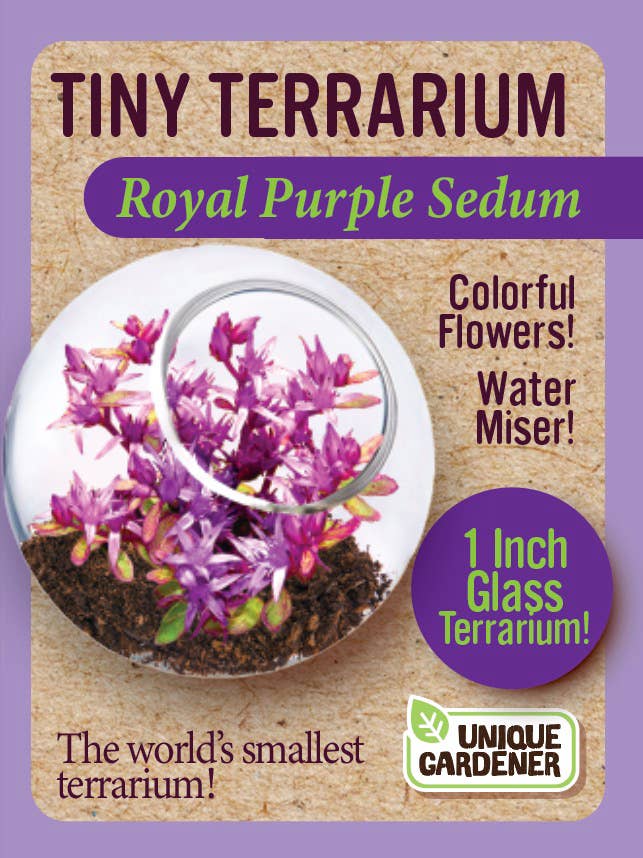 Tiny Terrarium Sedum Glass Terrarium