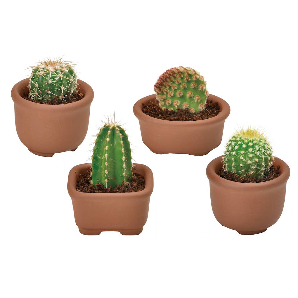 Green Capsule Cacti Cuties - Assorted 4 Styles