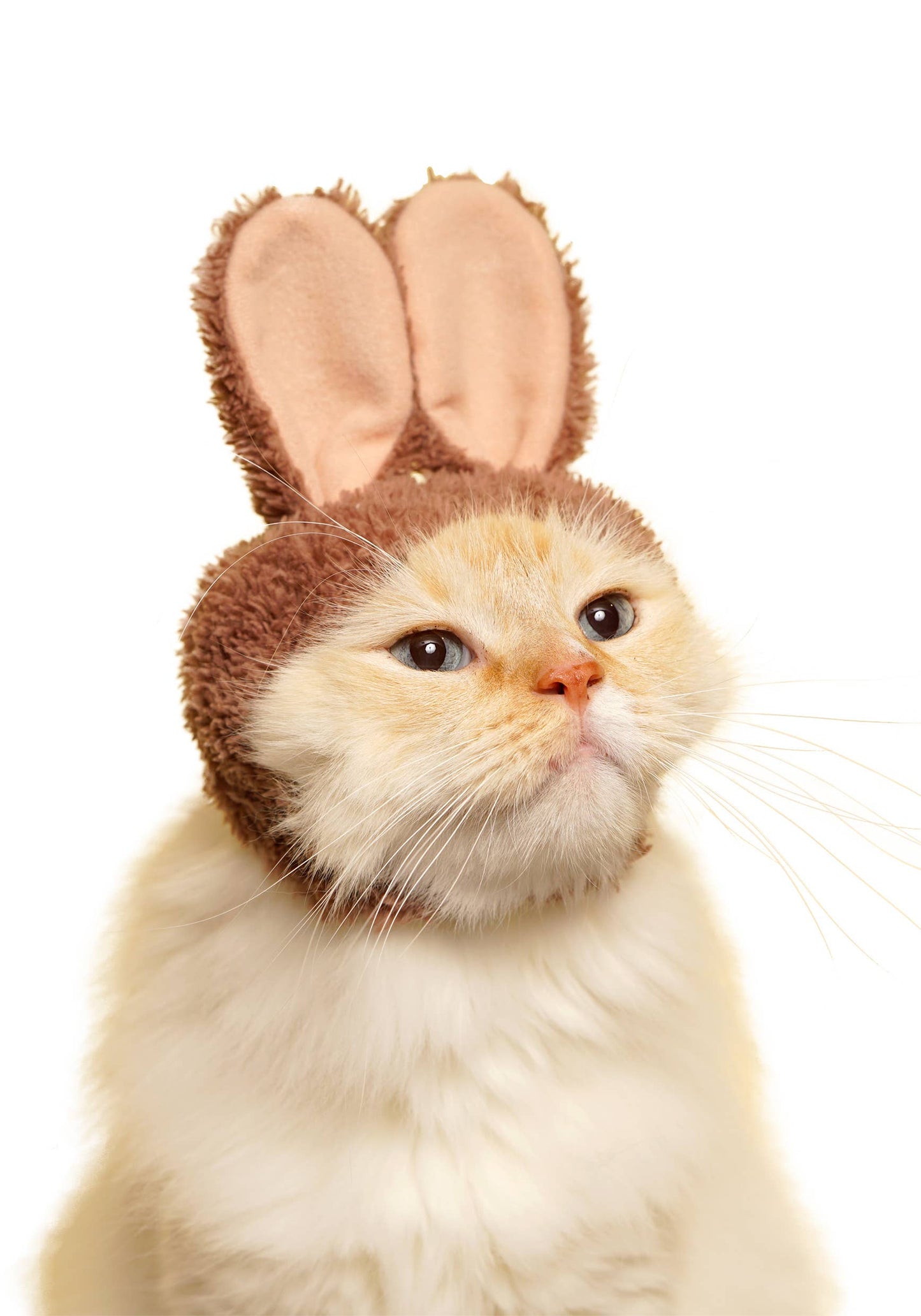 Kitan Club Cat Cap Blind Box - Rabbit