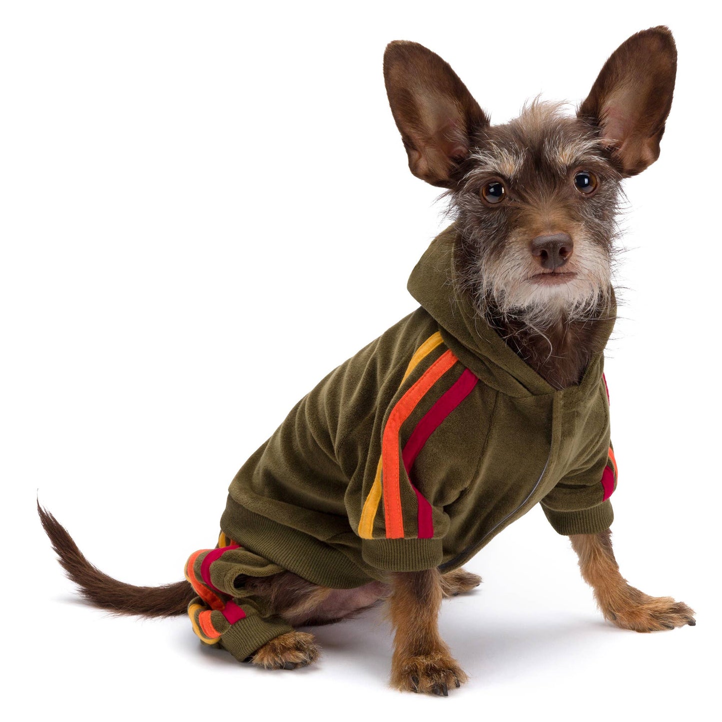 Olive Velour Dog Jogger