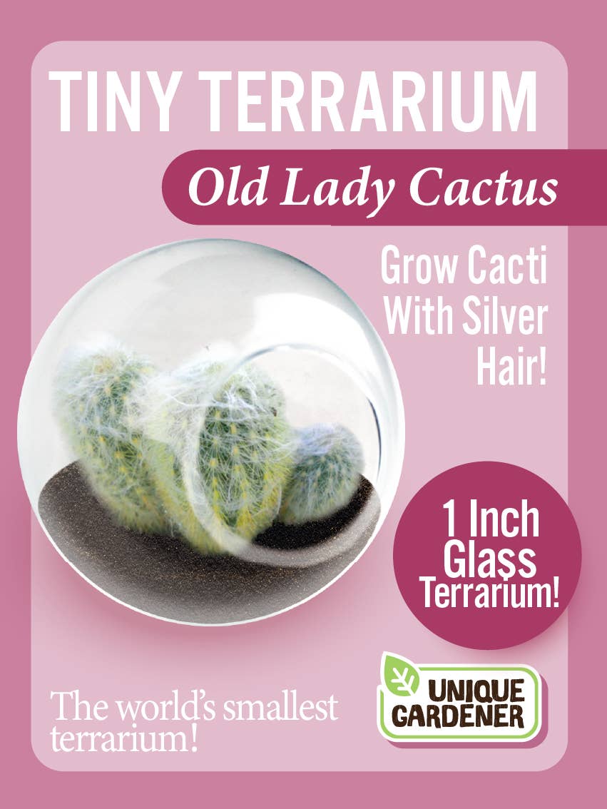 Tiny Terrarium Cactus