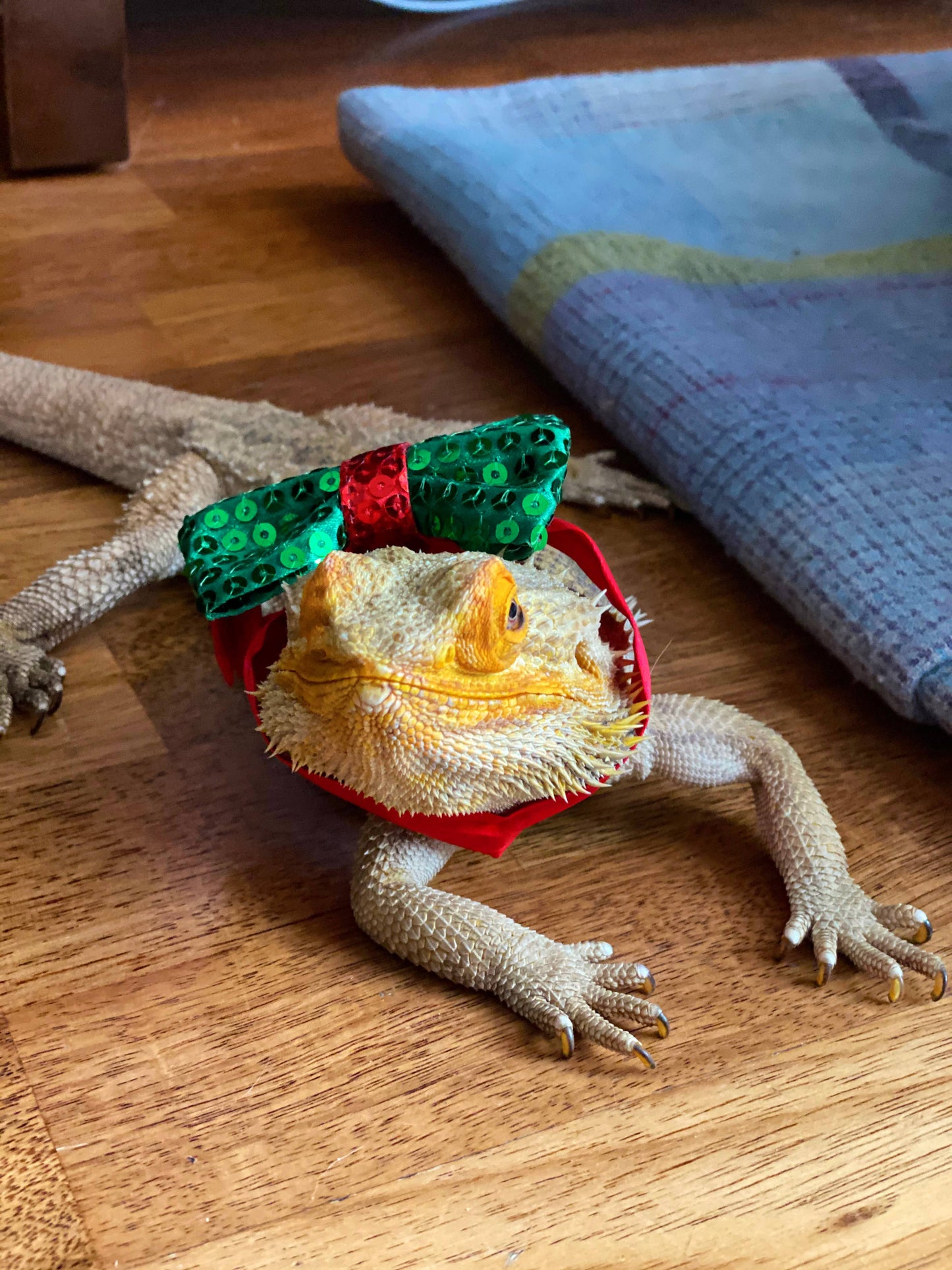 Christmas Dog Bow Tie | Dog Clothing Accessory |