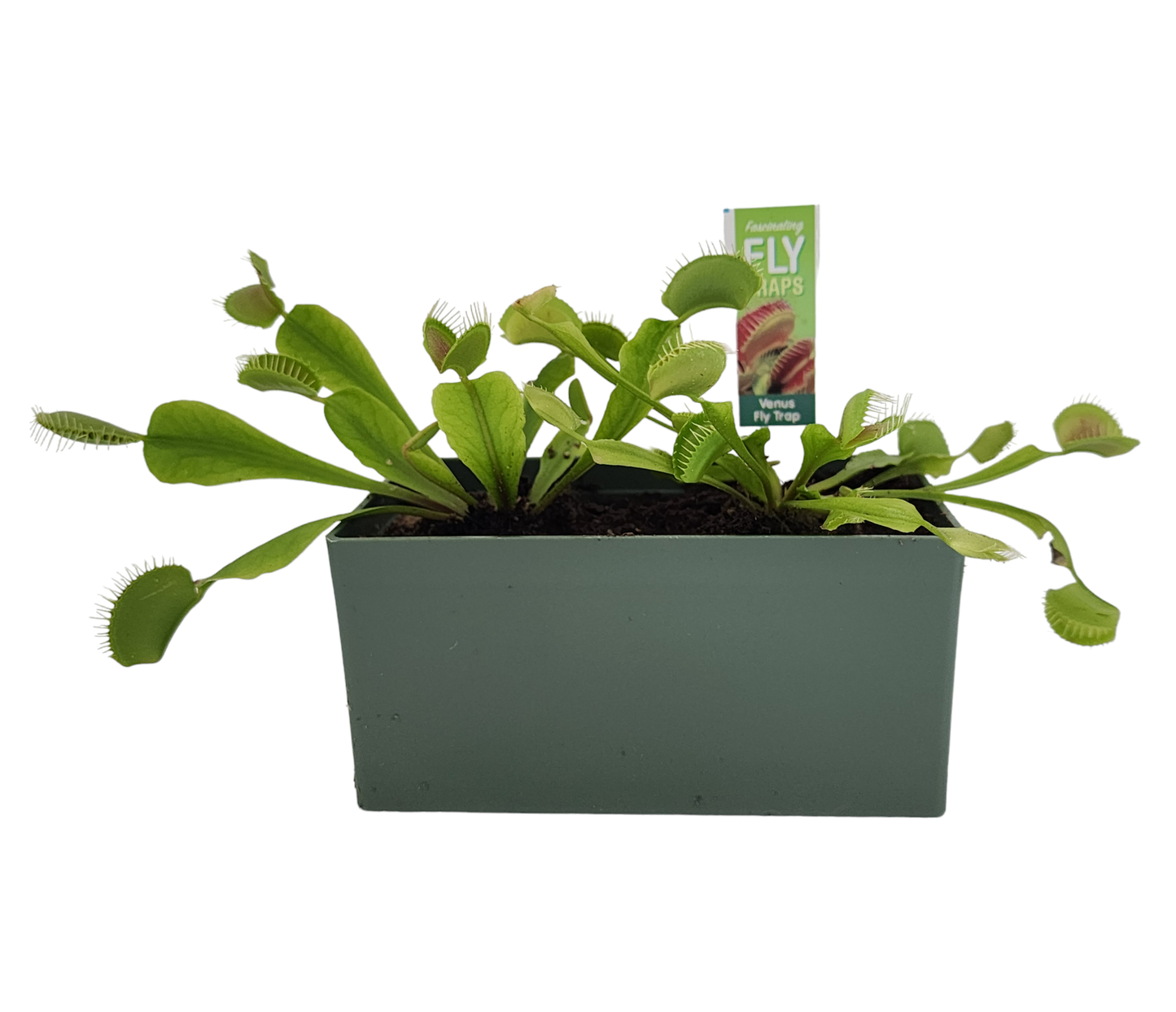 Fascinating Flytraps Seed Square Terrarium