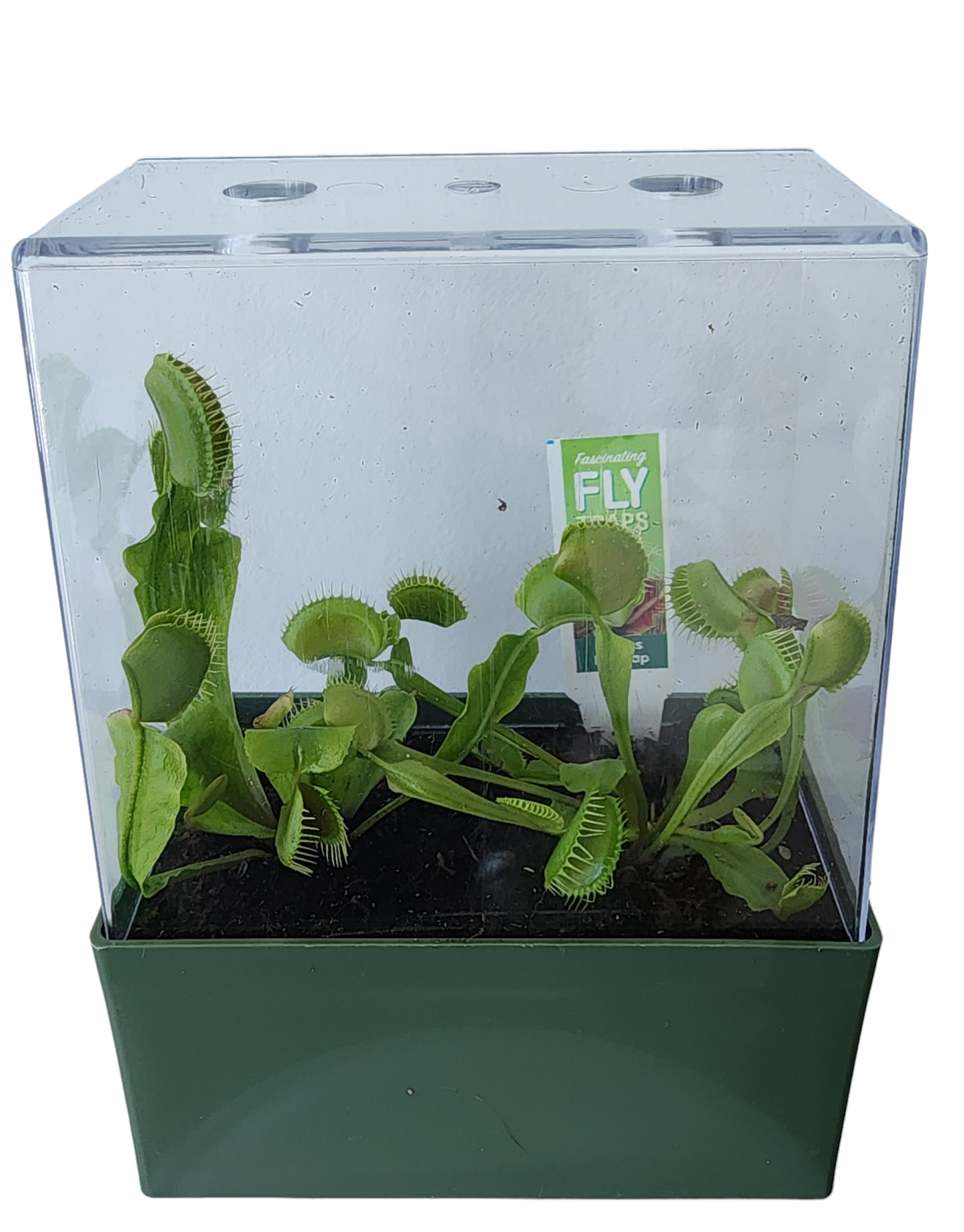 Fascinating Flytraps Seed Square Terrarium