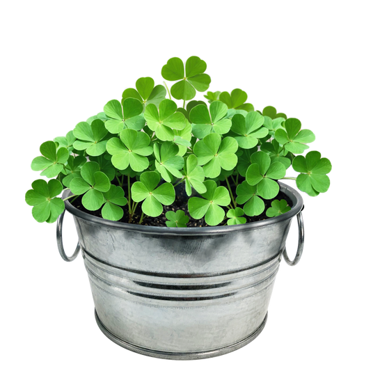 Pot O' Good Luck