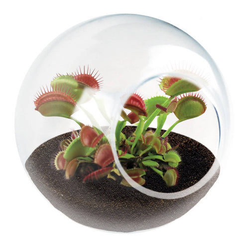 Tiny Terrarium Carnivorous Glass Terrarium - Front & Company: Gift Store