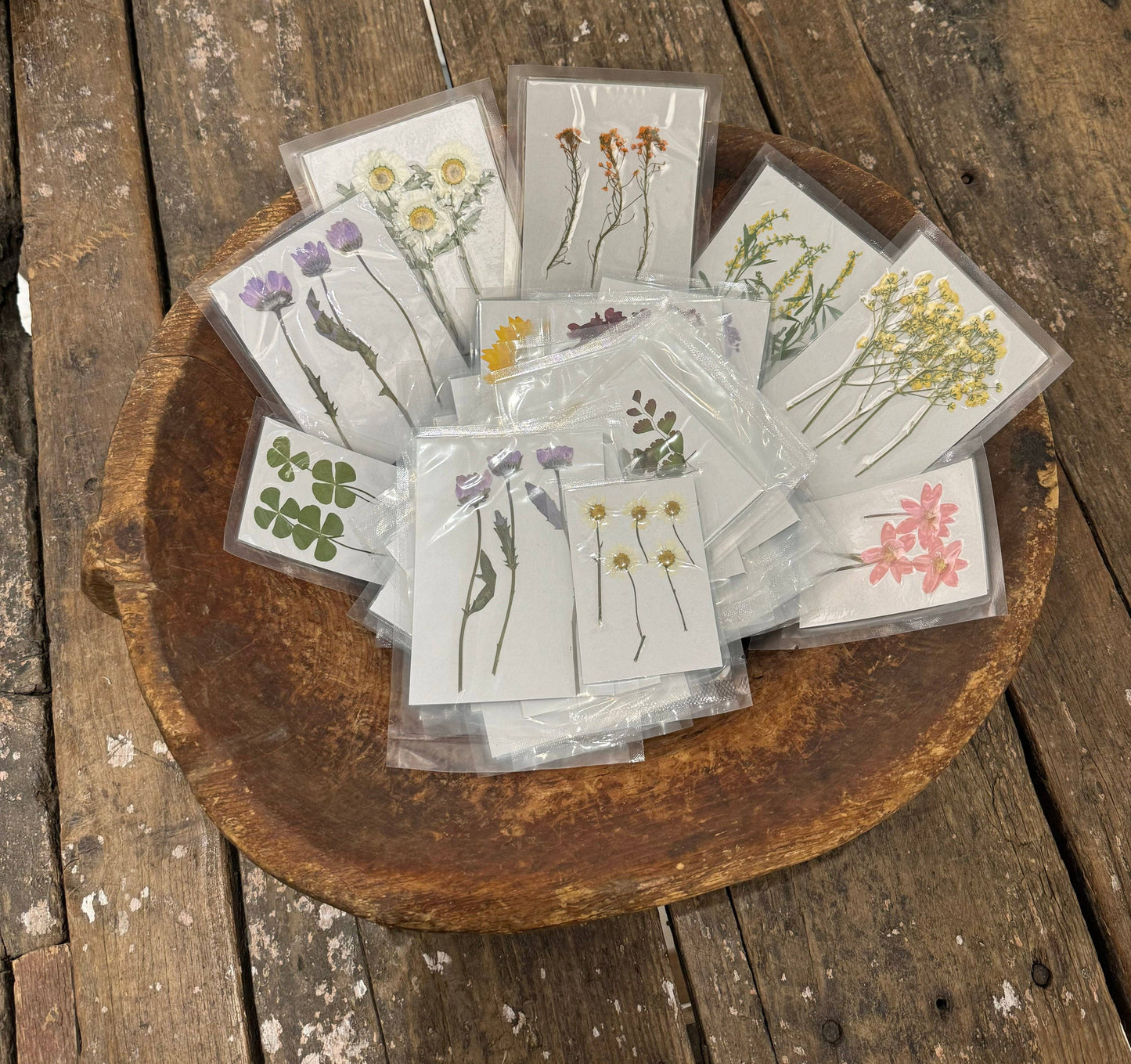 Pressed Botanical Collection - Assorted Set of 60