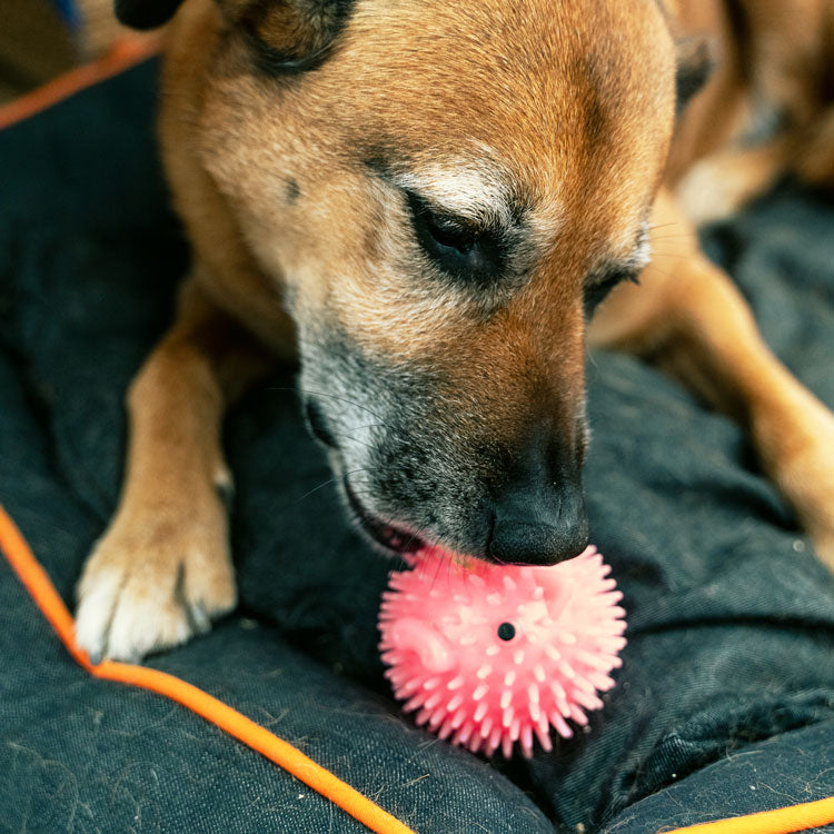 Piggy Dog Ball