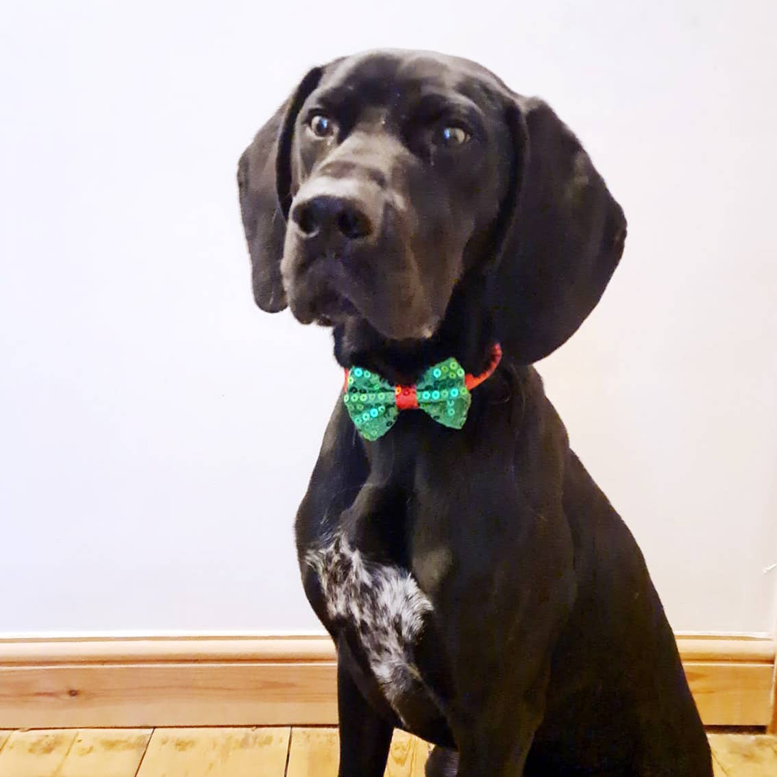 Christmas Dog Bow Tie | Dog Clothing Accessory |