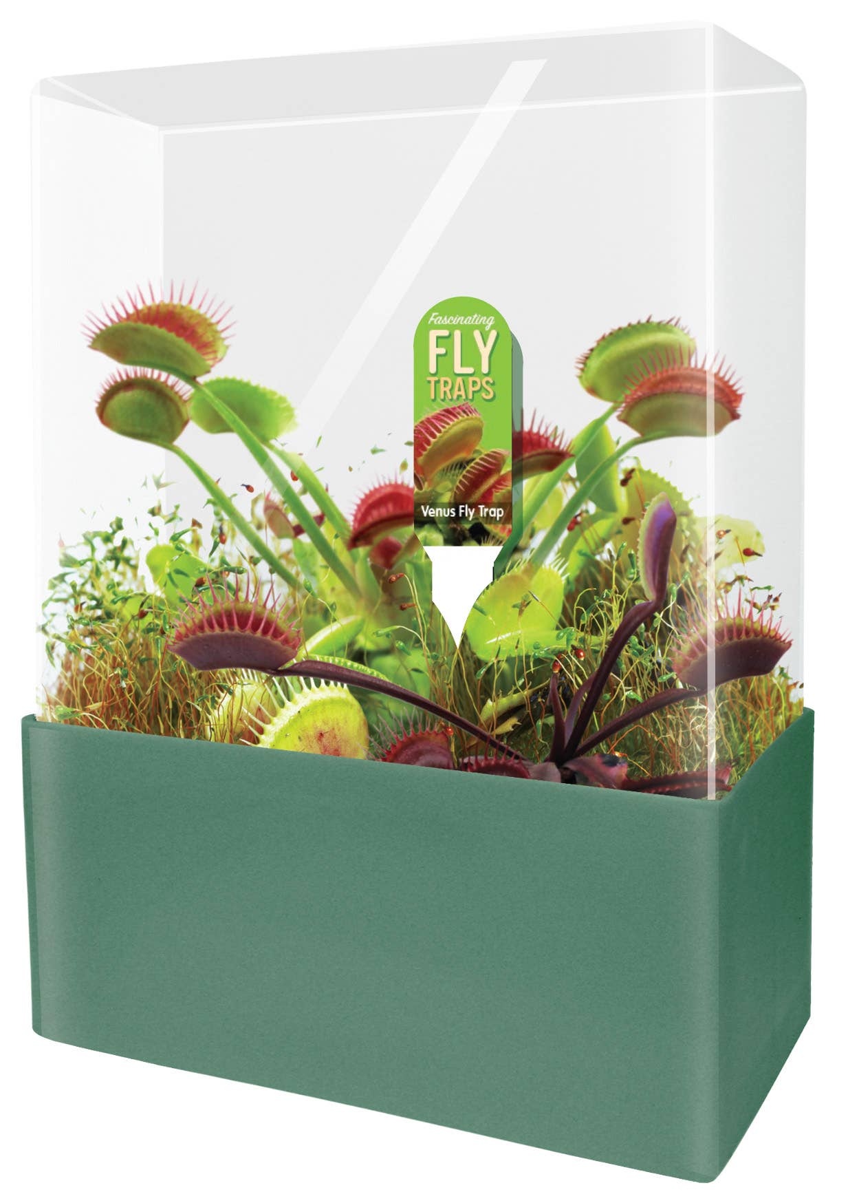 Fascinating Flytraps Seed Square Terrarium