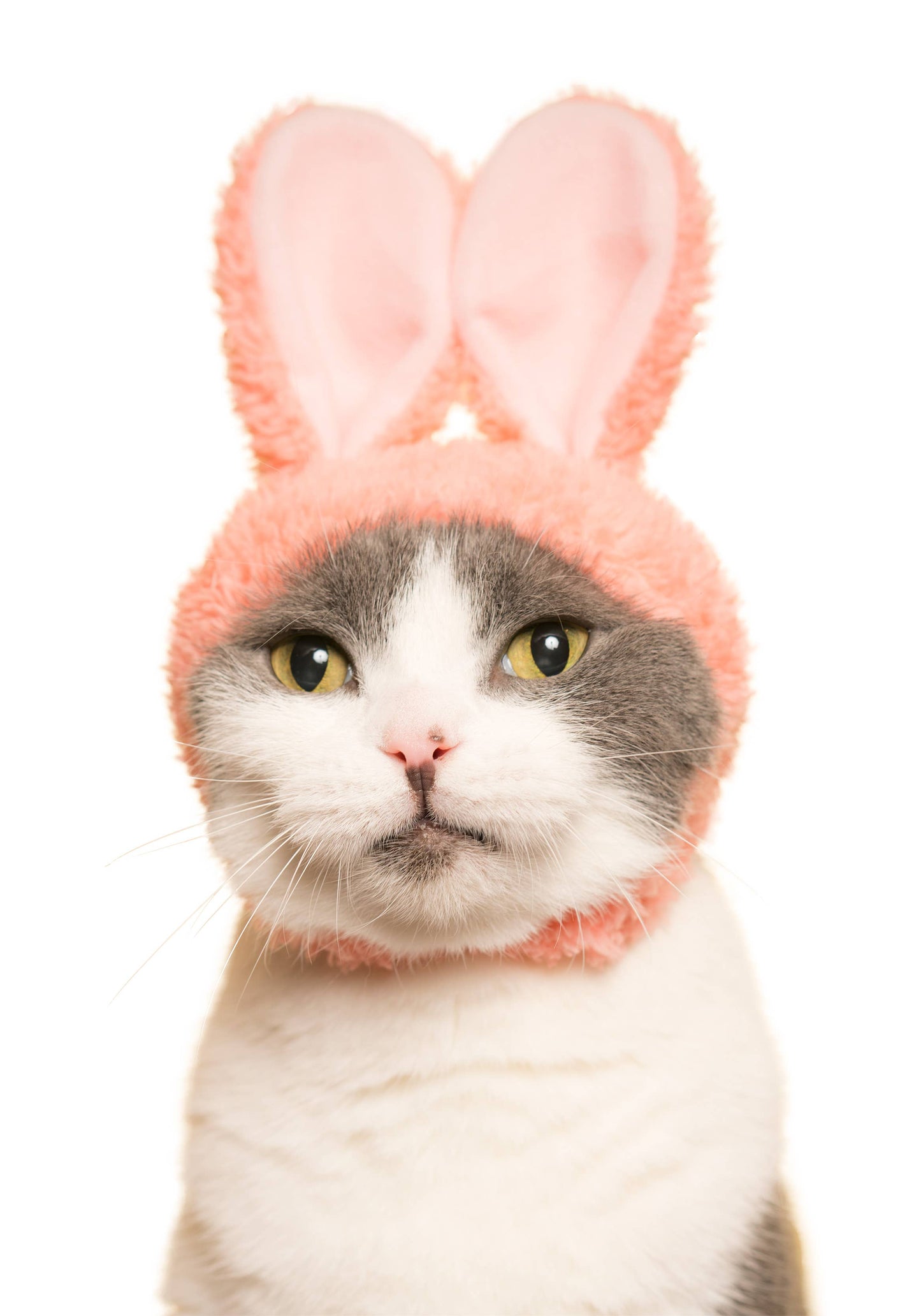 Kitan Club Cat Cap Blind Box - Rabbit