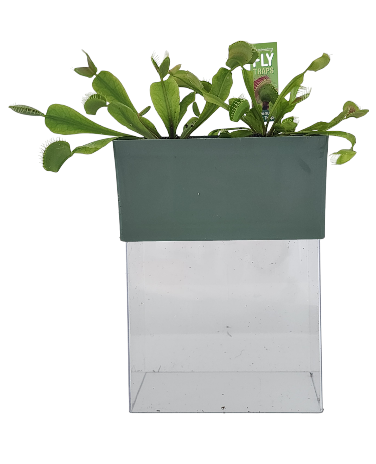 Fascinating Flytraps Seed Square Terrarium