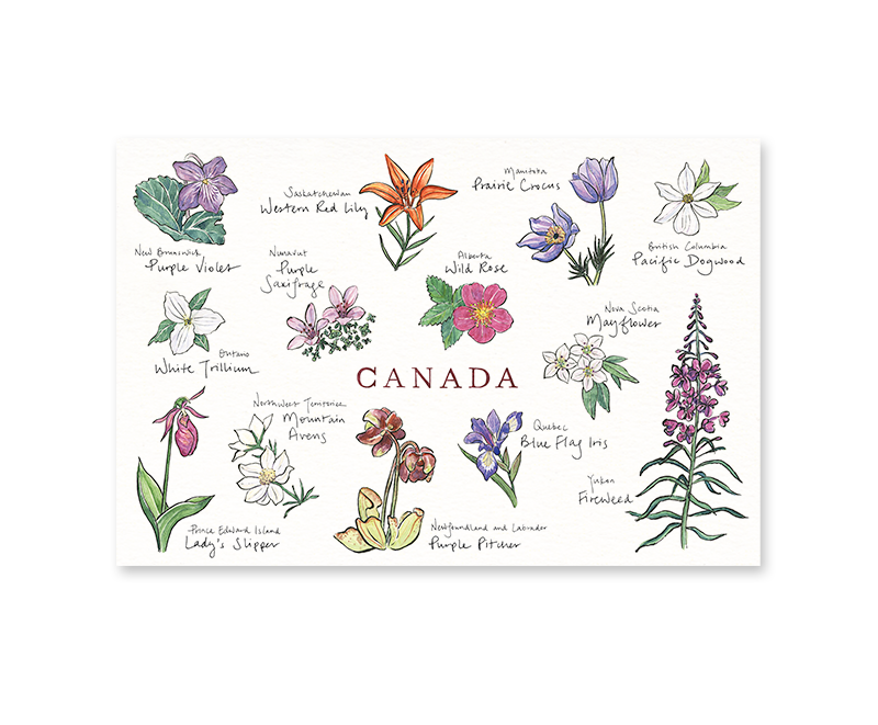 Canadian Floral Emblems Postcard